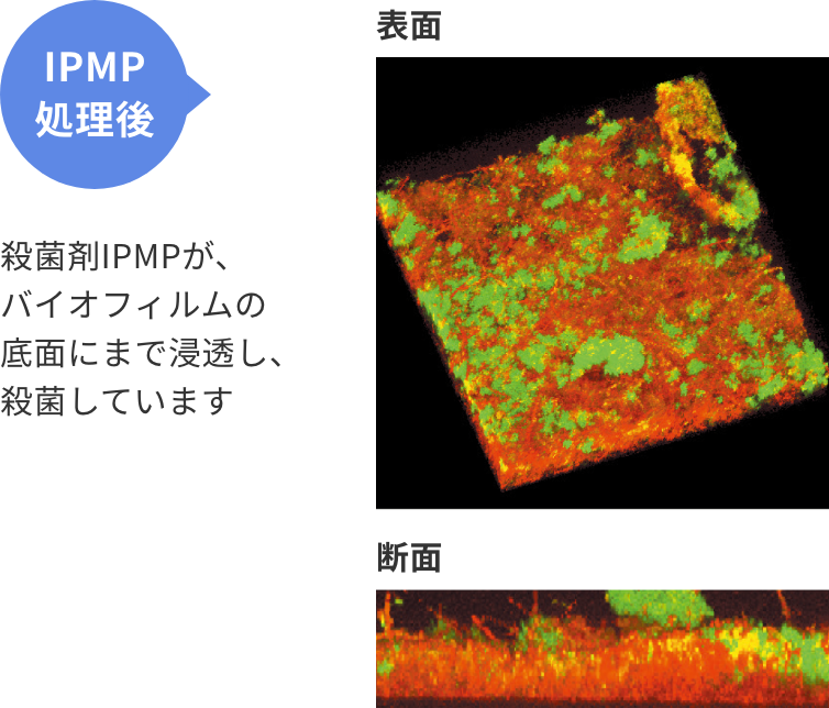 IPMP処理後 殺菌剤IPMPが、バイオフィルムの底面にまで浸透し、殺菌しています